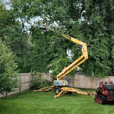 How Our Tree Care Process Works  in Naples, FL